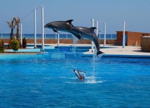 Dolphin Show